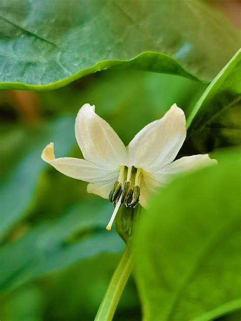 辣椒花|辣椒